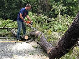 Best Storm Damage Tree Cleanup  in Twin Rivers, NJ