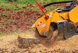 Best Root Management and Removal  in Twin Rivers, NJ