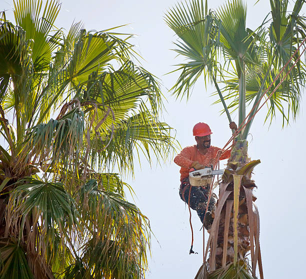 Best Tree Disease Treatment  in Twin Rivers, NJ